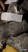XiaoYing_Video_16614877099591661487711.gif