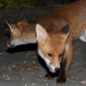 twinheadedfox