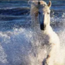 Unicornn