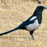 SorokaBelaboka
