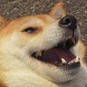 doggopuppet