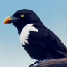 BlackBird_INC