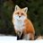 IamFox